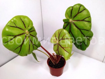 Бегония Glandulosa